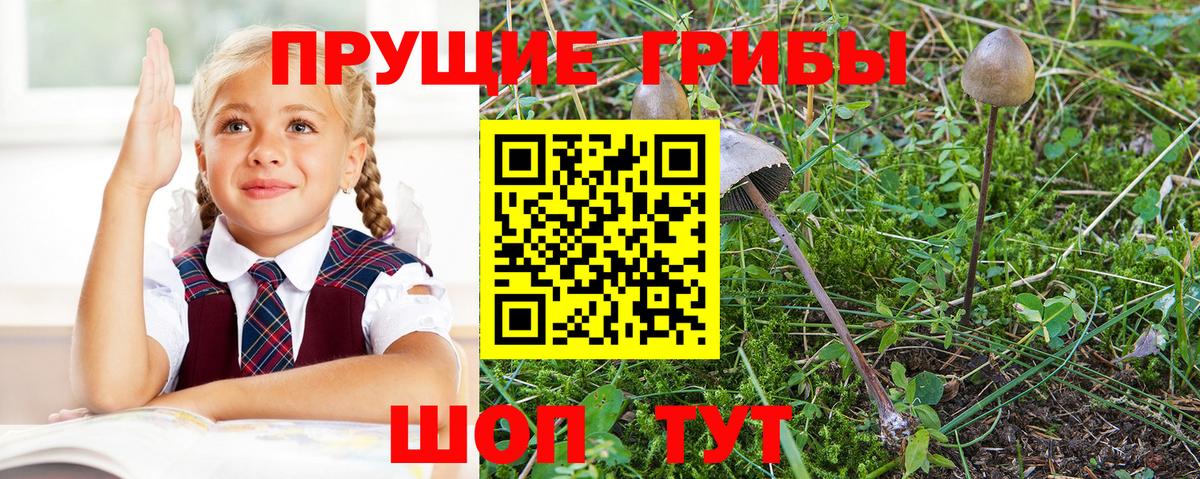 Галлюциногенные грибы Psilocybine cubensis Междуреченск